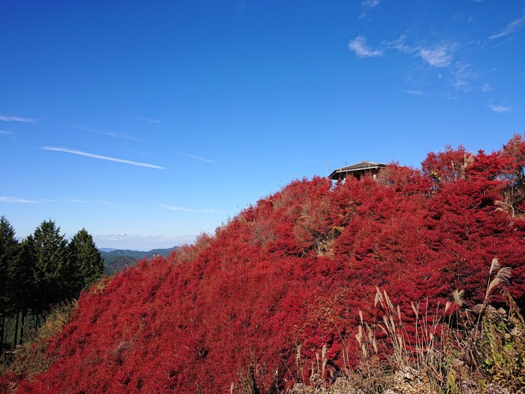 紅葉景色